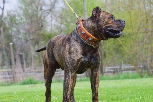 Eros Hundhalsband - Brun-4