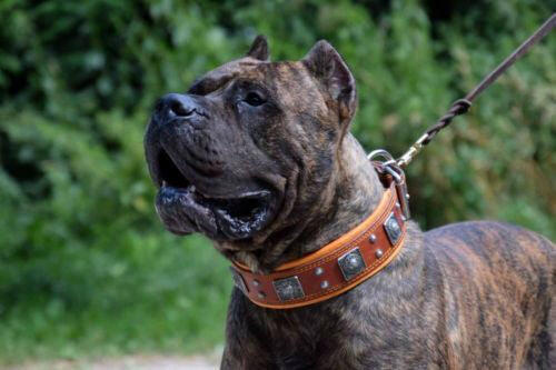 Eros Hundhalsband - Brun-3