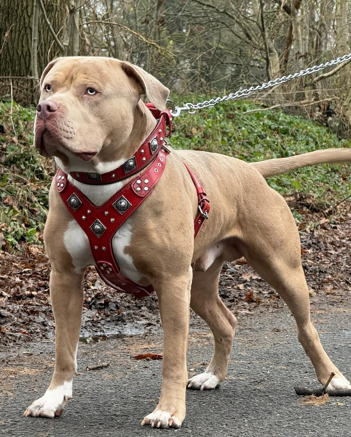 "EROS" BIG dog SET- Harness - collar - lead. Red-1