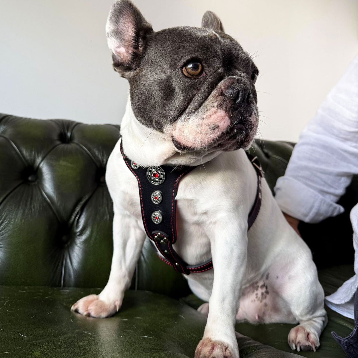 The ''Bijou'' harness Black & Red Small to Medium Size-2