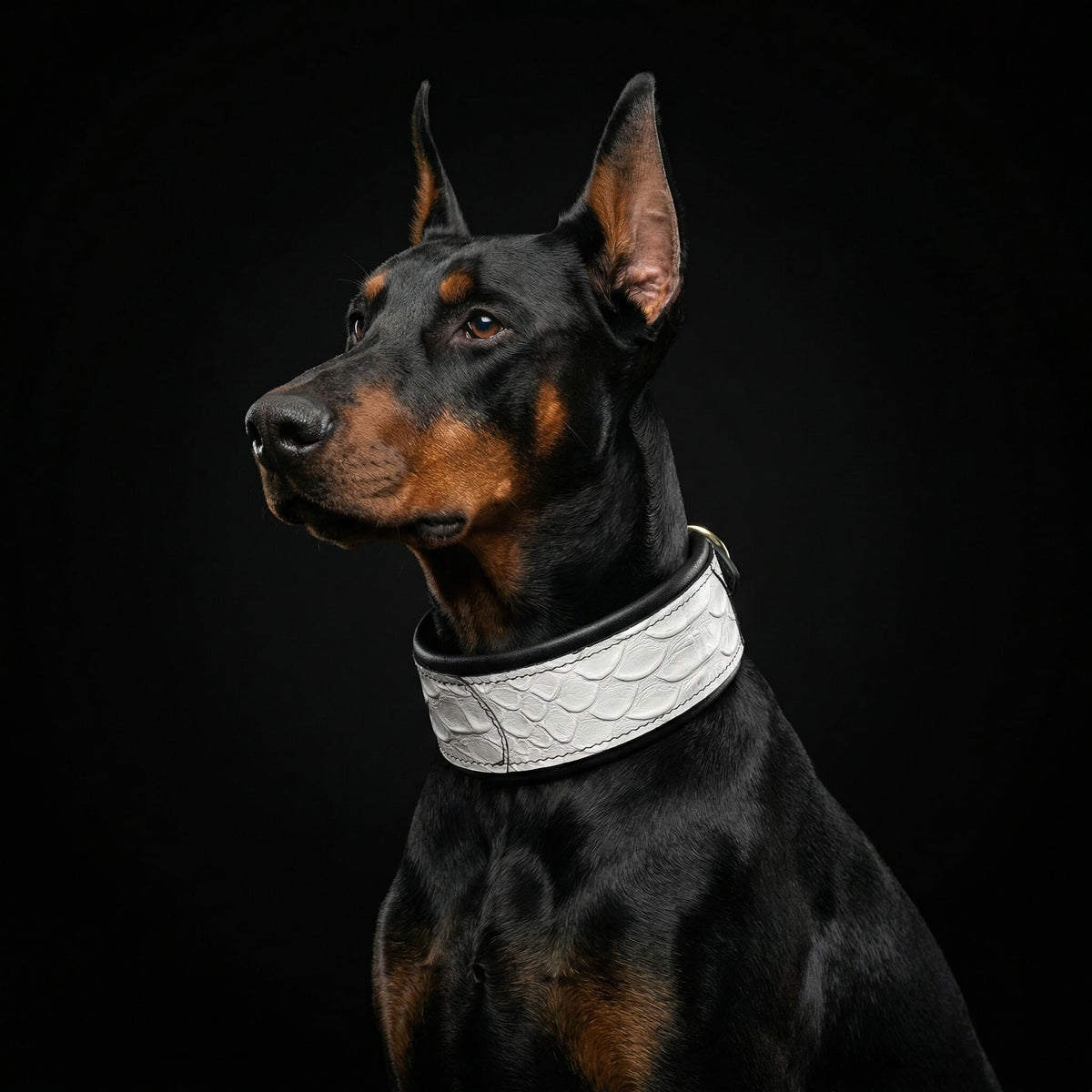 The ''Dragon Scale'' LIMITED collar exclusive design-2