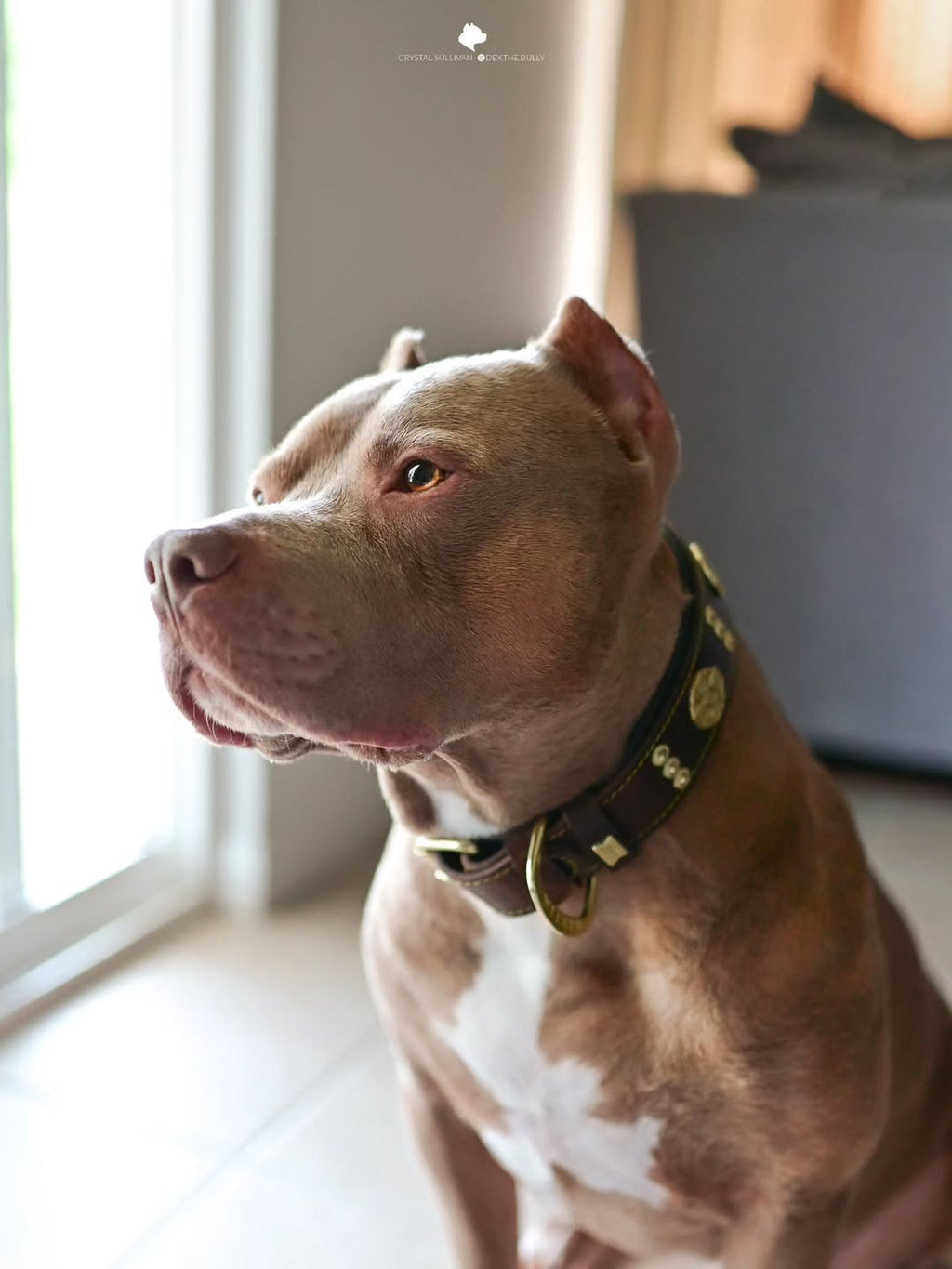 Maximus Hundhalsband - Brun och guld-2