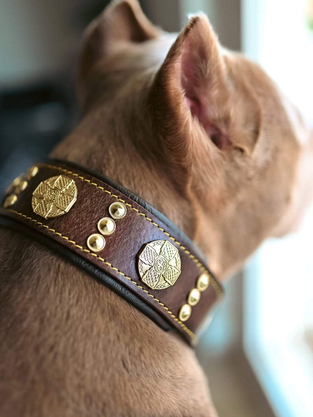 Maximus Hundhalsband - Brun och guld-3