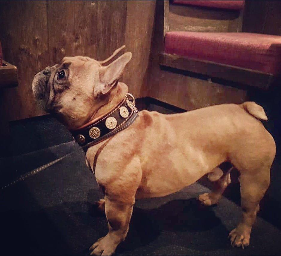 The "Bijou" collar orange-3