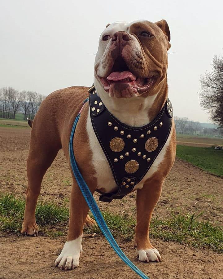 The "Maximus" harness black & gold-2