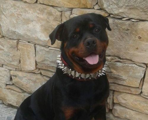 BESTIA Steel Hundhalsband - Svart, Äkta Läder